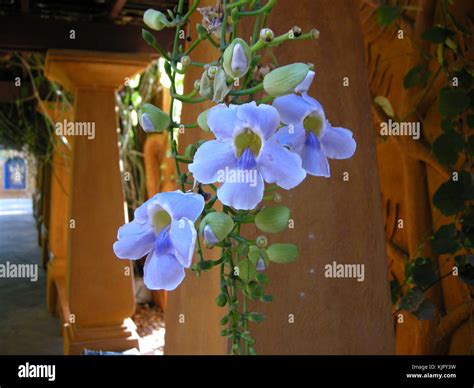 A creeping plant with beautiful blue flowers, hanging on this pergola ...