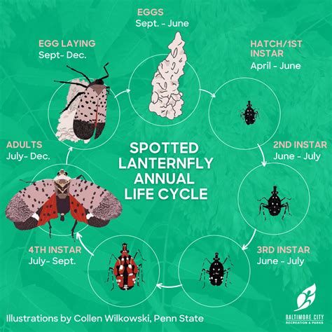 Spotted Lanternfly FAQs | Department of Recreation & Parks