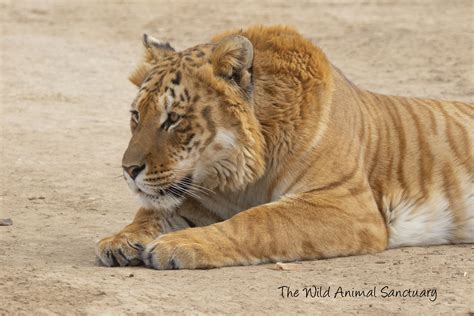 wild animal sanctuary keenesburg 1
