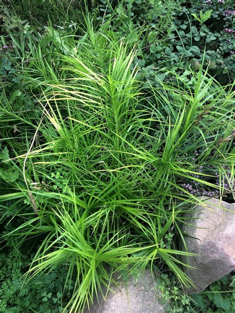 Palm Sedge Carex Muskingumensis Wachtposten In The Sedges Database