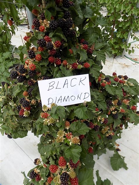 Growing thornless blackberries in pots - General Fruit Growing