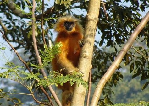 Gee's Golden Langur | Trachypithecus geei | Characteristics | Diet