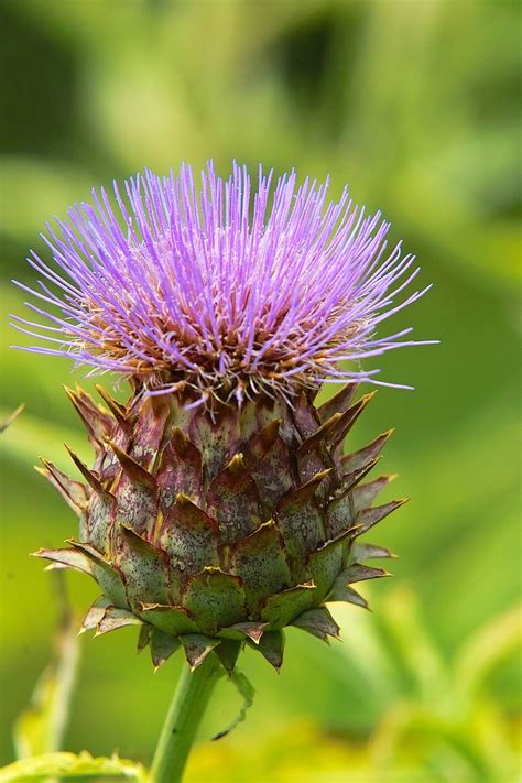 France, Plant, Flower, Nature, Garden, Botany #france, #plant, #flower ...