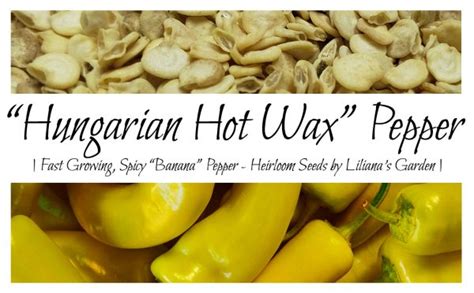Hungarian Hot Wax Banana Like Pepper Heirloom Seeds By Lilianas Garden Liliana S Garden