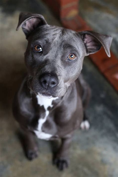 Blue Staffy Pit Puppies Pitbull Dog Dogs