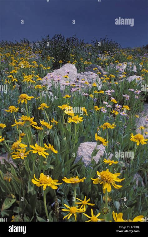 Wild Flowers Yellowstone National Park Stock Photo - Alamy