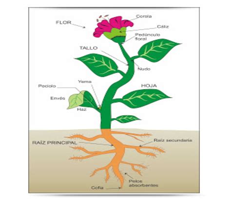 Planta Para Dibujar Con Sus Partes