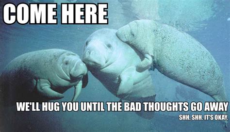 Funny Manatee Quotes Quotesgram