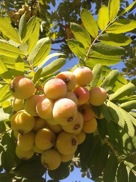 Il Blog Di Sam Frutti Antichi Ormai Dimenticati Orti Piccoli Piante