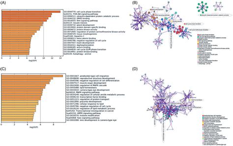 Functional Enrichment Analysis By Metascape A Bar Chart Of Enriched