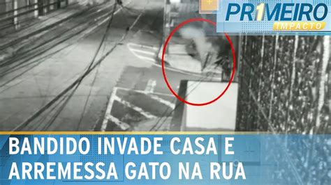 Gato é arremessado por bandido que invadiu casa no interior de SP