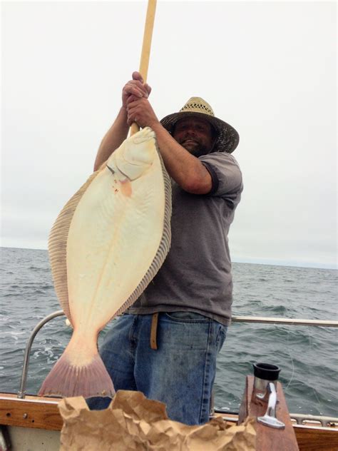 California Halibut — Sea Forager