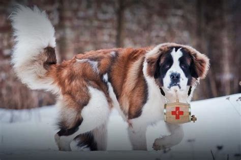 Mophie dispatches mountain rescue dogs to charge phones at SXSW ...