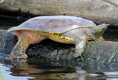 Tortuga De Cantor Gigante De Caparaz N Blando Todo Sobre Ella