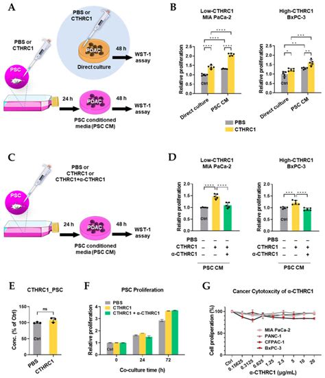 Human Pancreatic Cancer Cell Line Mia Paca 2 Atcc Bioz