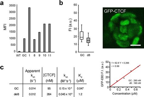 Interphase Localization And Behaviour Of GFP Tagged CTCF Proteins A