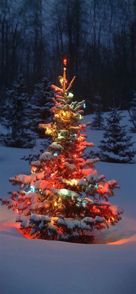 Christmas Tree in the Snow - Wallpapers Central