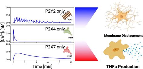 Frontiers Purinoreceptors And Ectonucleotidases Control Atp Induced