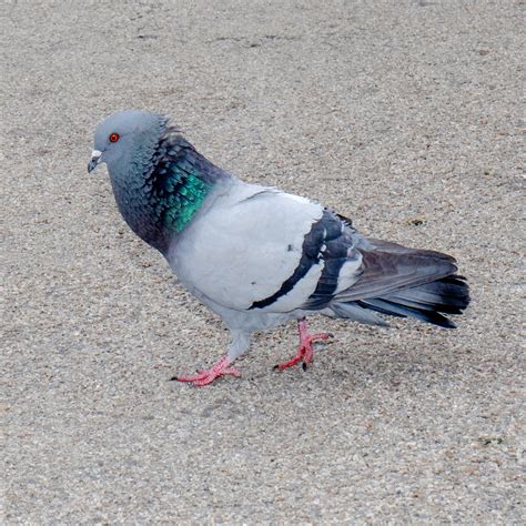 pigeon ipigeoncom racing pigeon auction