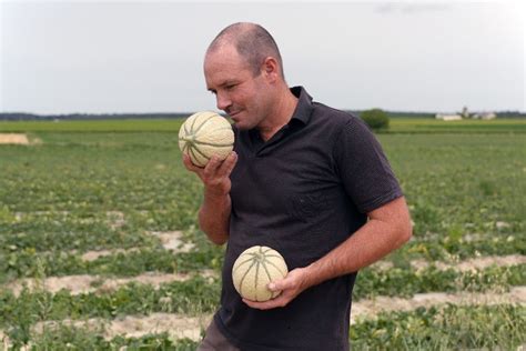 Le melon IGP du Haut Poitou le fruit qui a de quoi frimer Actualité