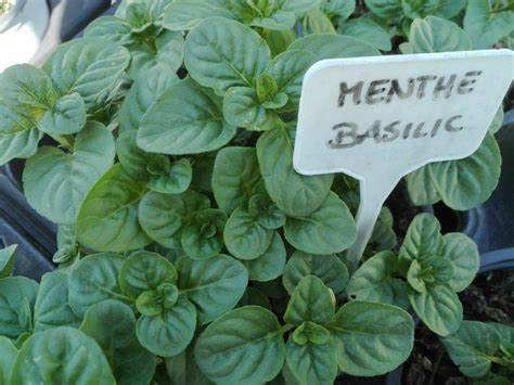 Menthe Basilic