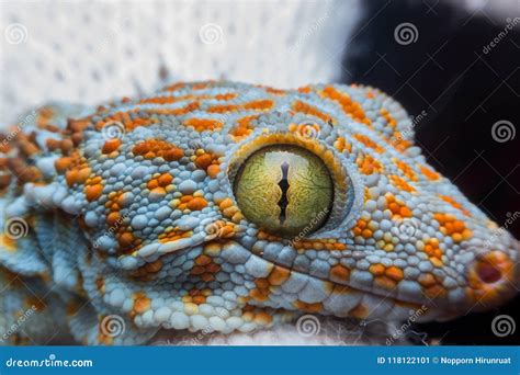 Eye of gecko stock image. Image of body, gold, fauna - 118122101