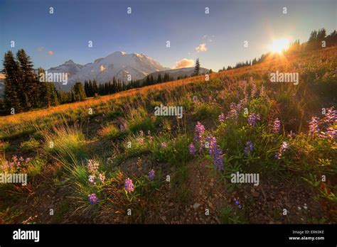 Mt rainier national park hi-res stock photography and images - Alamy