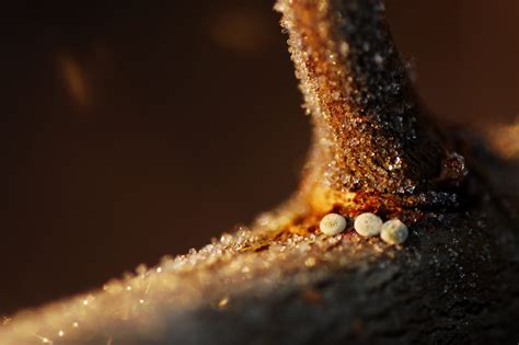 Brown Hairstreak | Dorset Butterflies