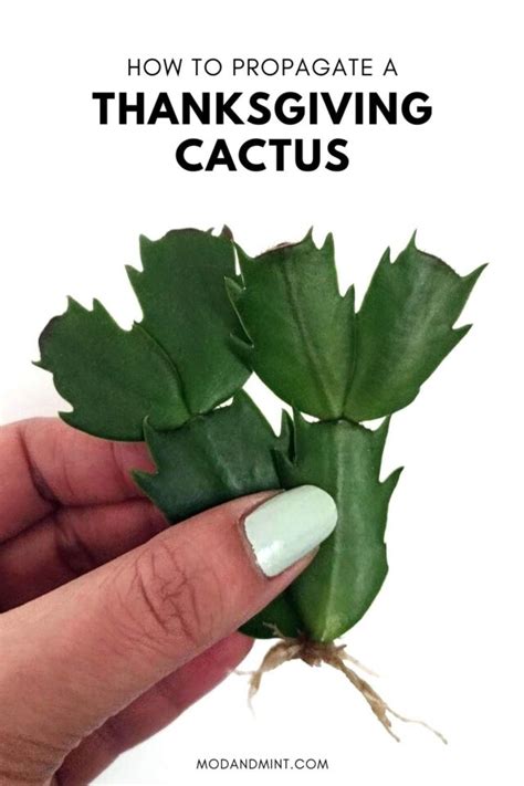 3 Ways How to Propagate a Thanksgiving Cactus