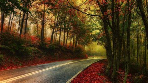 nature, Photography, Landscape, Mist, Road, Fall, Morning, Leaves ...