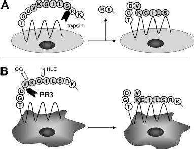 Cleavage Of Human Par Peptide By Serine Proteases A Peptide