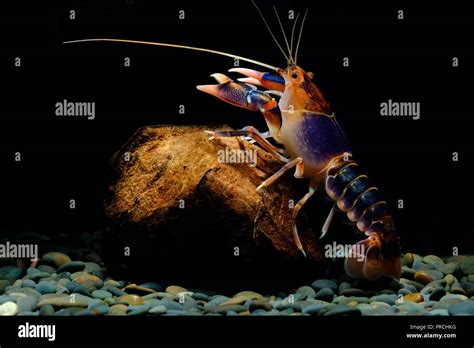 Cherax Destructor Volcano Thailand Breeding Stock Photo Alamy