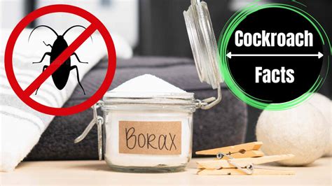 Does Borax Kill Roaches A Complete Visual Guide The Cockroach Facts