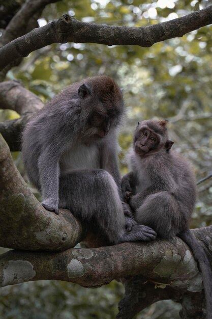 Premium Photo | A mother and baby monkey sit in a tree.