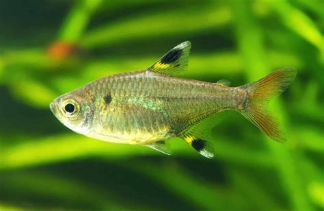 X-Ray Tetra (Pristella maxillaris): Ultimate Care Guide - Fish Laboratory