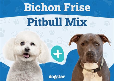 Bichon Pitbull Mix Breed: Info, Pictures, Temperament & More – Dogster