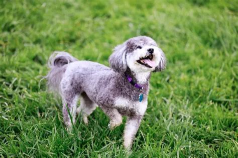 10 Schnoodle Dog Health Problems To Know Before Buying