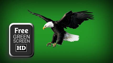 Eagle Green Screen Effects Eagle Flying Animation Green Screen