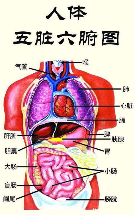 中醫肺腑學說簡介，五臟的生理功能 每日頭條