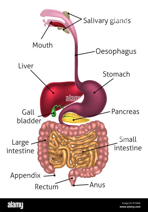 Menschliche Verdauungssystem Magen Darm Trakt Oder Verdauungskanal Einschließlich