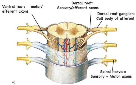 Dorsal Root Ganglion Dorsal Root At Rod On Top Dorsal Root Entry