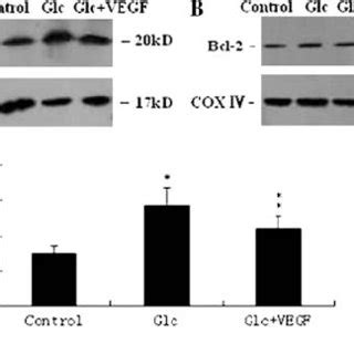 Effects Of High Glucose And VEGF On The Expression Of Bax And Bcl 2 In