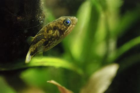 熱帯魚・観賞魚まとめ－おすすめの種類・飼育方法・用品 Aquaturtlium