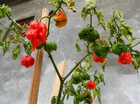 Penyakit Cabe Dan Cara Penanggulangannya Juru Kebun