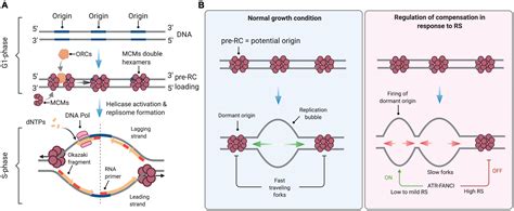 Frontiers The Replication Stress Response On A Narrow Path Between