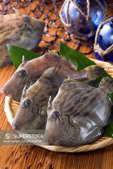 Filefish - SuperStock