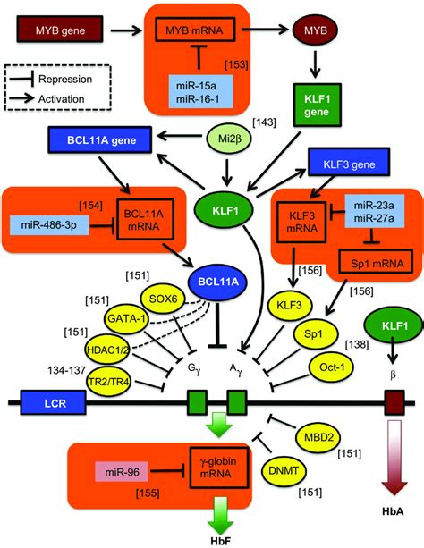 Novel targets for γ globin gene transcriptional activation Notes