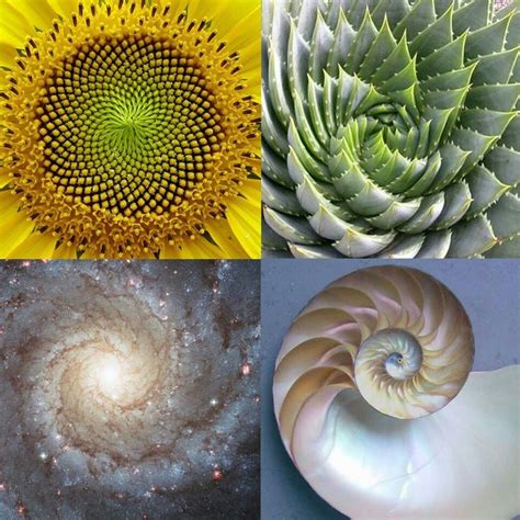 80 Best Fractals Fibonacci The Golden Ratio Images On Pinterest