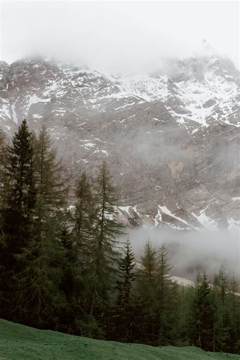 Coniferous trees on lawn in forest · Free Stock Photo