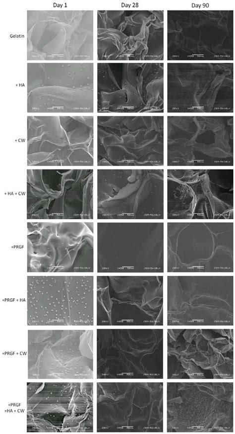 Cells | Special Issue : Tissue and Organ Regeneration